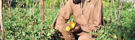Plant Clinics Spread to help Ugandan Farmers