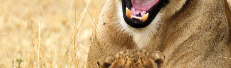Tanzania Attracts More Tourists