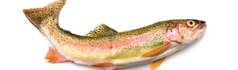 African Sushi a Hit in Japan