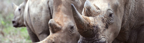 Kenyan Rangers at War with Rhino Poachers