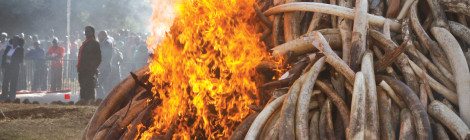Ethiopia, Kenya torch Tons of Ivory