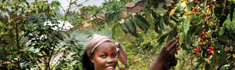 Congo Coffee Looks to Make a Comeback