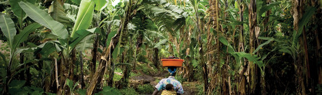 DRC Tries Mega-Farms to Feed the Population