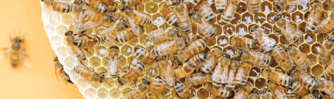 Ethiopian Entrepreneurs Turn to beekeeping