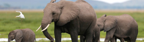 4 Elephants + 1 Day = 500 Sheets of Paper