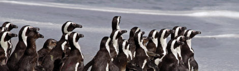South Africa Looks to Save Penguins