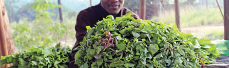 Program Teaches Farmers How to Use Fertilizer, Technology