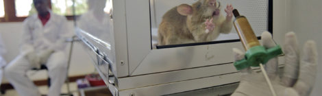 Bomb-Sniffing Rats Check for Tuberculosis