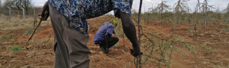 Kenya Plants Tougher Trees to Hold Back Desert