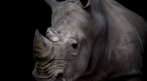 World Watches as Africa Tries to Stop Poachers