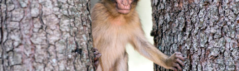 Morocco Fights to Save Iconic Monkey