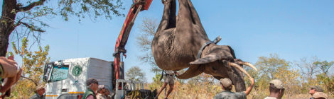 Malawi Hails Historic Relocation of 520 Elephants