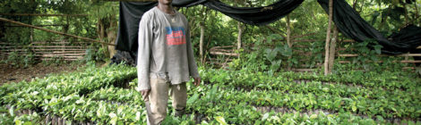 LA CULTURE DU CAFÉ PREND RACINE AU GHANA