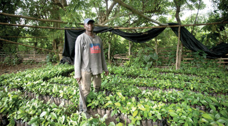 Coffee Farming Takes Root in Ghana