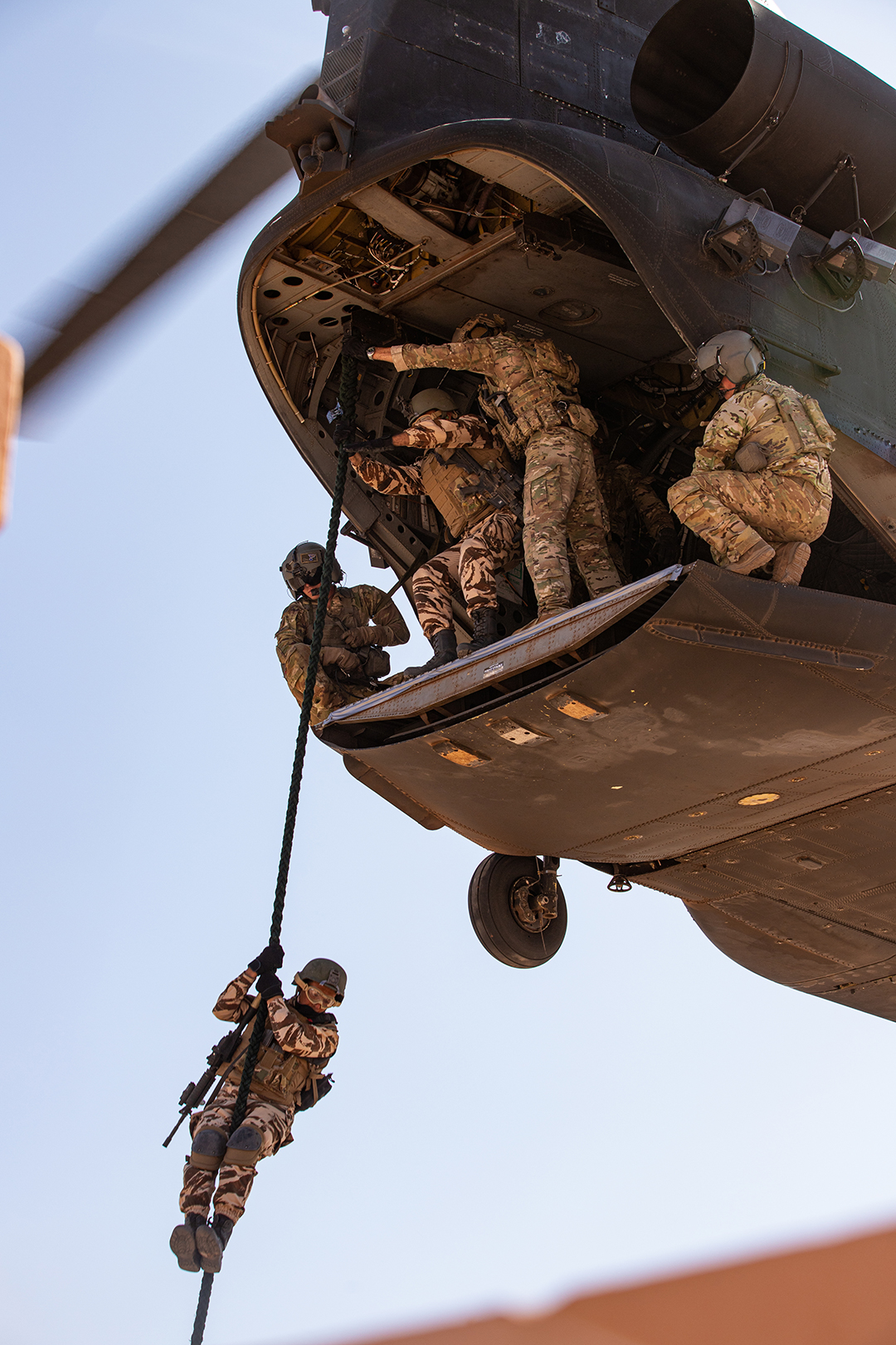 African Lion Exercise Roars in Morocco, Tunisia, Senegal Africa