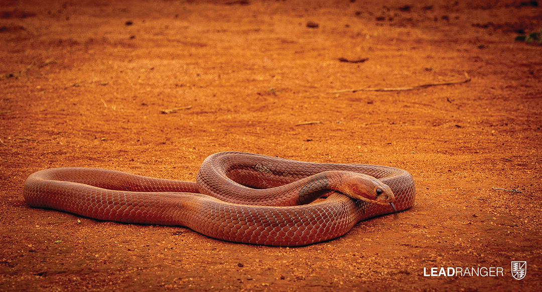 Red Spitting Cobra - African Snakebite Institute