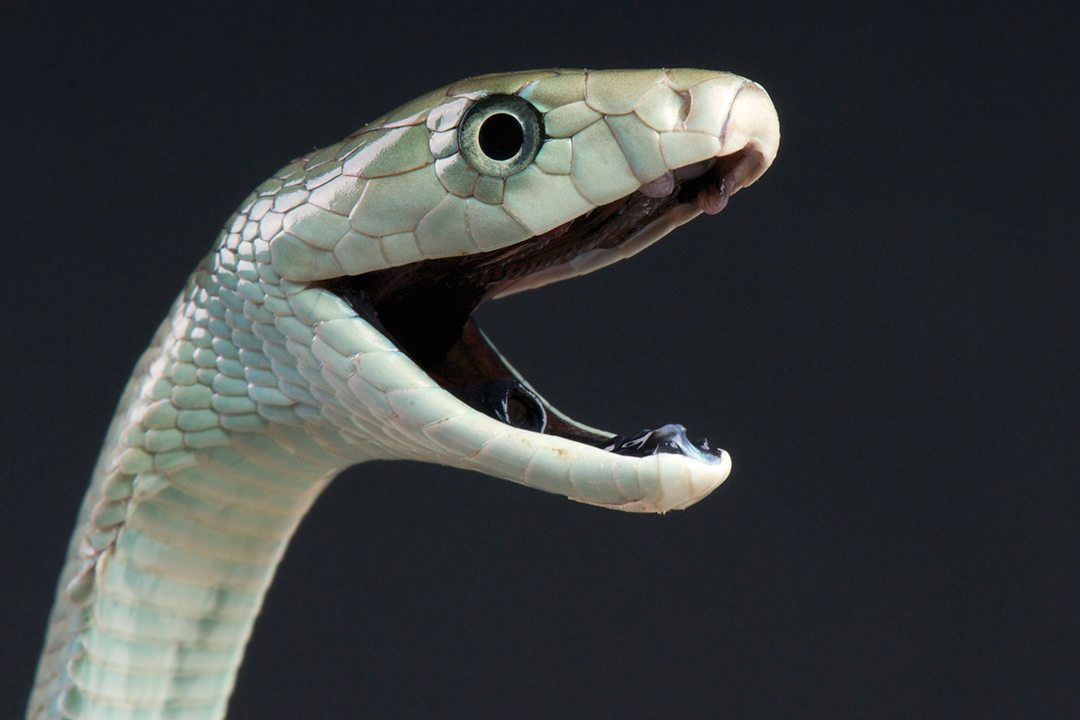 Os Animais mais venenosos de Angola +bw - A cobra cuspideira é uma das  cobras mais perigosas de África, a seguir à mamba Negra, devido à sua  capacidade de expelir(lançar) verdadeiros jactos