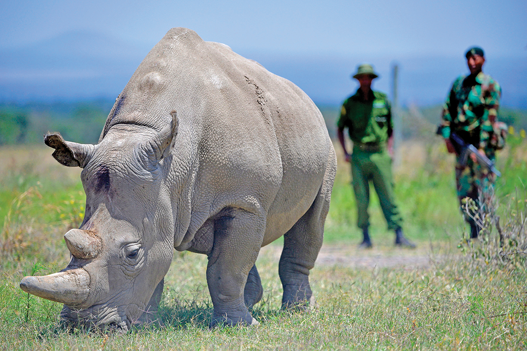 Coronavirus and Rhino Horn  International Rhino Foundation