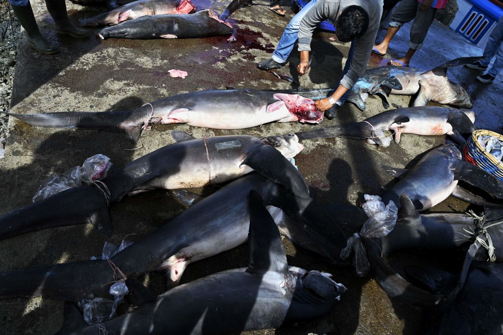 Trawlers Illegally Target Sharks for Fins, Decimating the Population -  Africa Defense Forum