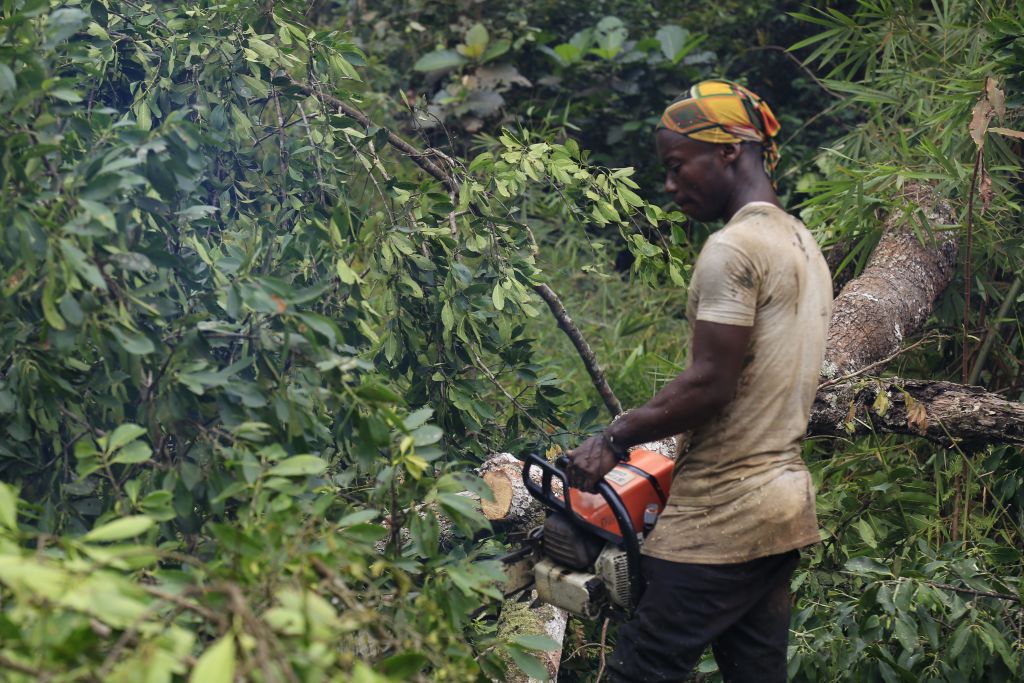 Corruption in Logging Decimates DRC Forests to Feed Foreign Markets - Africa Defense Forum