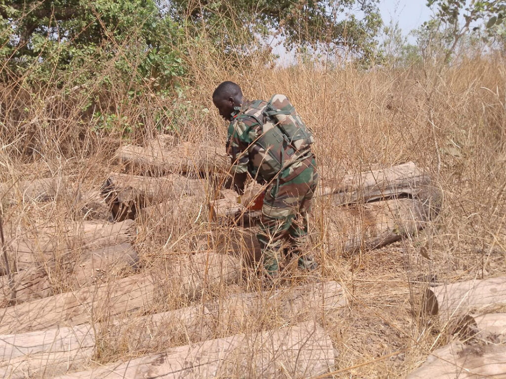 Senegal Lança Operação Para Impedir A Extração Ilegal De Madeira