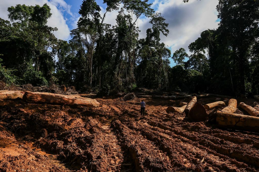 Cameroon’s Shrinking Forests